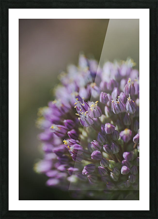The Garlic Flower Picture Frame print