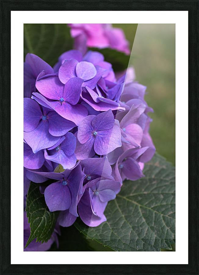 Hydrangea Blue Pink Picture Frame print