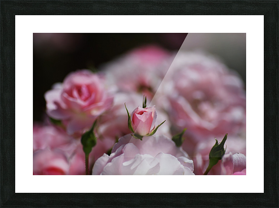 Rose Bud Is Resting  Picture Frame print