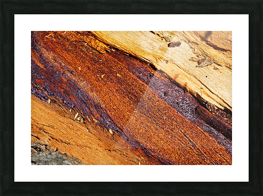 Eucalyptus Tree Natural Layers Picture Frame print