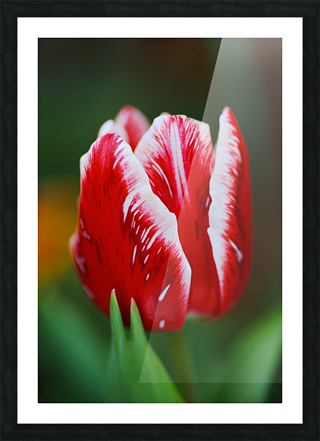 Red and White Tulip In Flower  Picture Frame print
