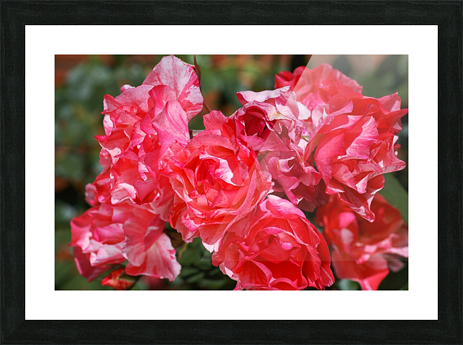 Grimaldi Rose Red Variegated  Picture Frame print