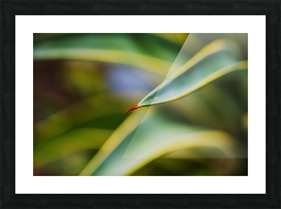 Succulent Leaf  With Claw  Picture Frame print