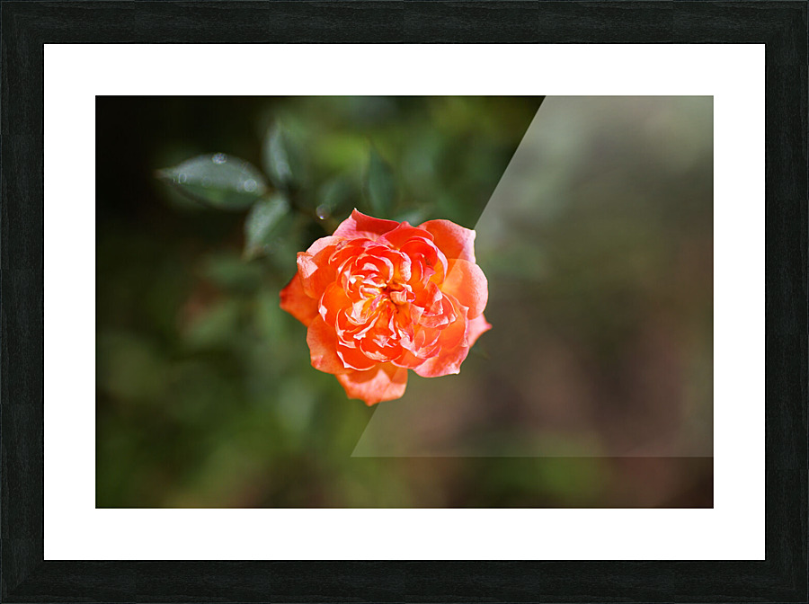 Small Carpet Red Rose Picture Frame print
