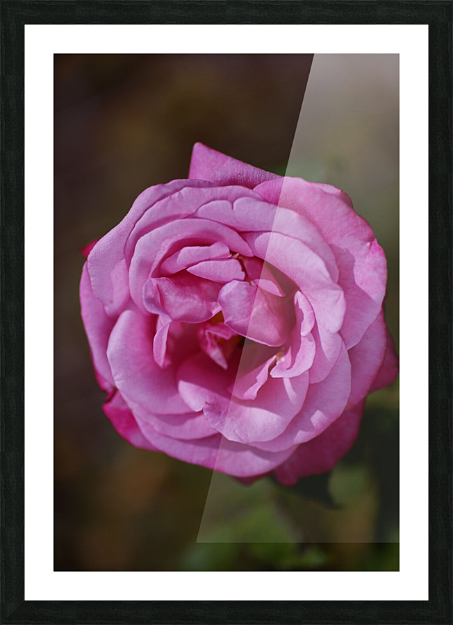 Angel Face Rose Bloom  Picture Frame print