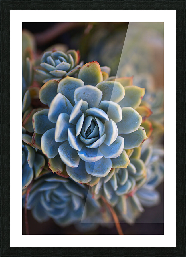 Succulent In Blues Picture Frame print