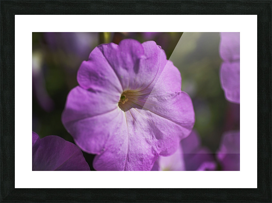 Pink Petunia Bloom Picture Frame print