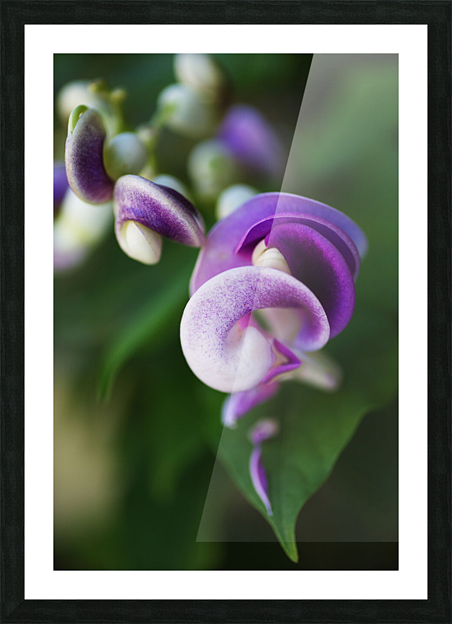 Corkscrew Vine Flower Summer Picture Frame print