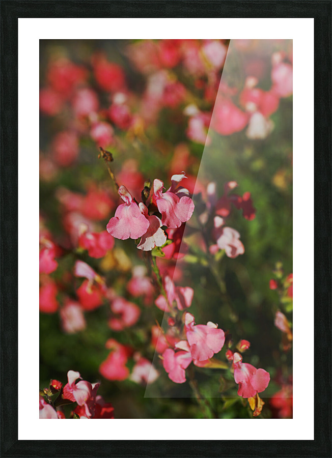 Coral Sage Flowers Picture Frame print