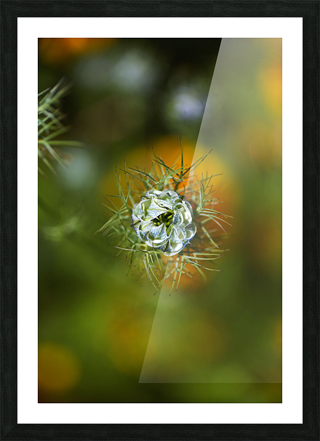 Looking Over Nigella Bloom Picture Frame print