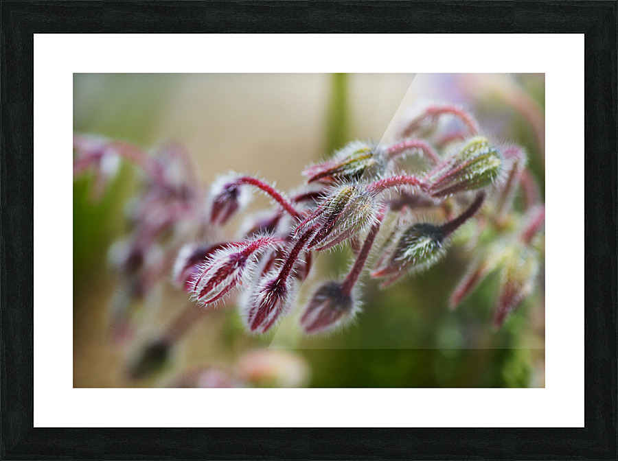 Starflower Buds  Picture Frame print