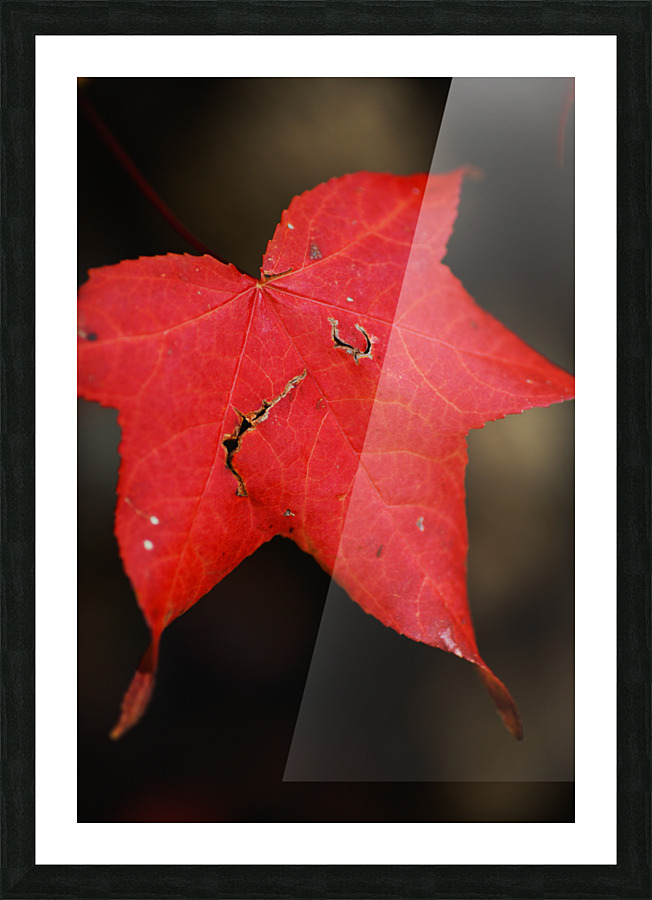 Red Leaf Autumn Picture Frame print
