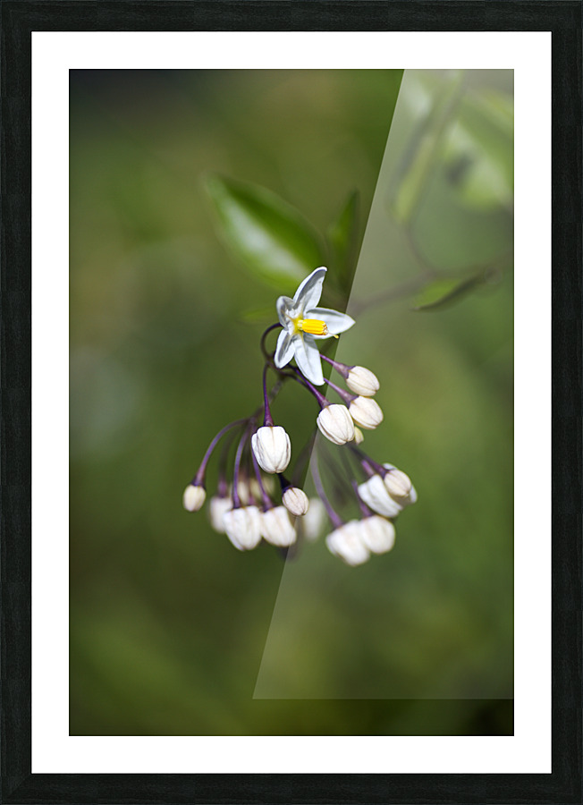 Potato Vine Flowering Picture Frame print
