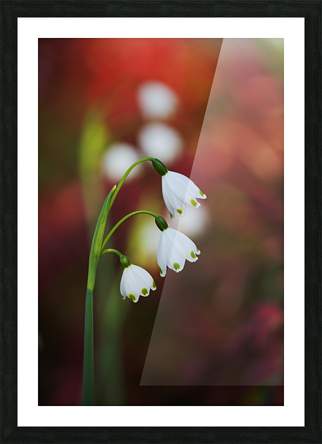 Snowdrop Flowers Seeing Double Picture Frame print
