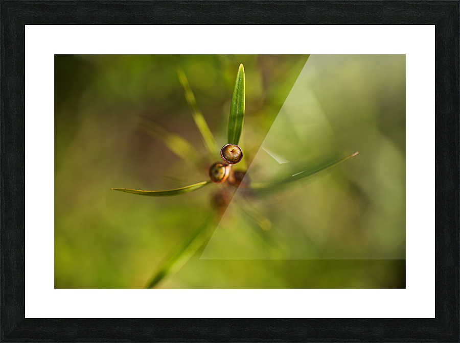 Tea Tree Buds Grow Picture Frame print