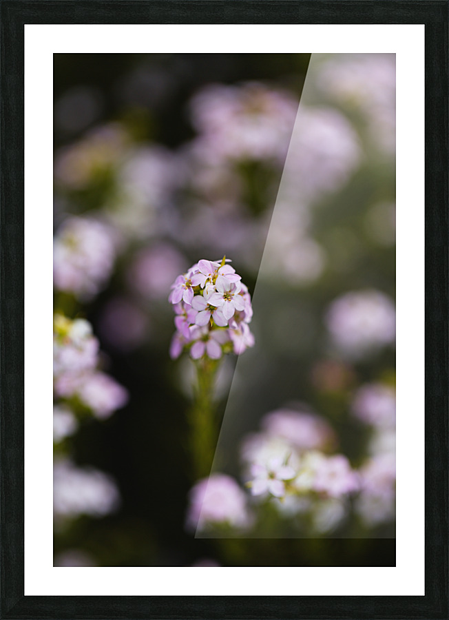 Diosma Flower Pink Picture Frame print