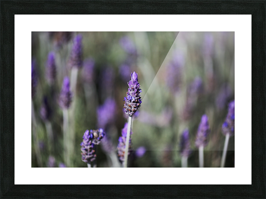 Lavender Flowers Dance  Picture Frame print