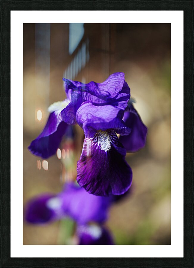Purple Bearded Iris Sing Picture Frame print