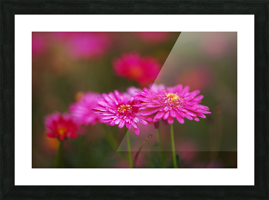 Hot Pinks Double Flower Picture Frame print