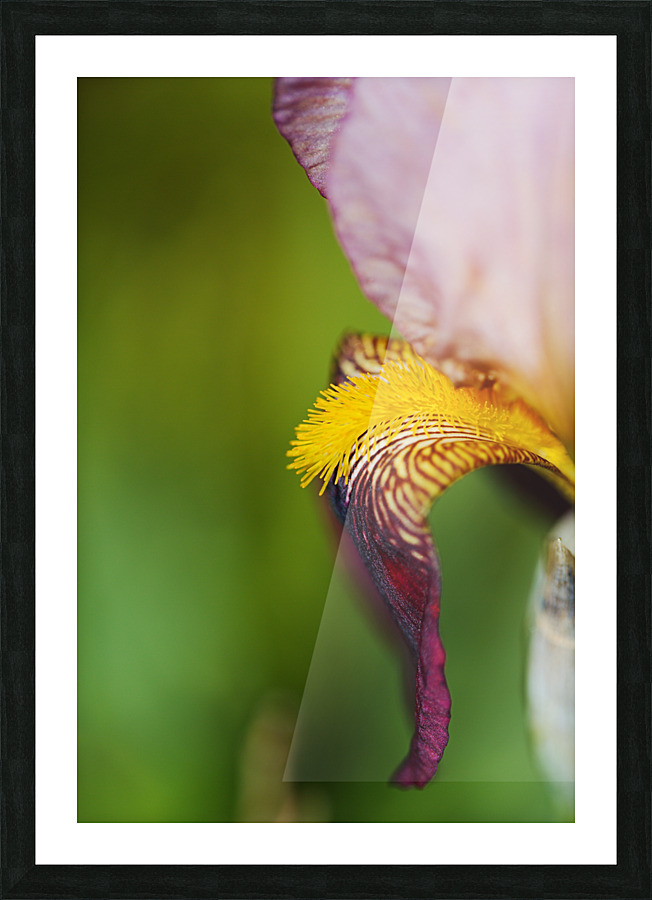 Puppys Ear Bearded Iris Picture Frame print