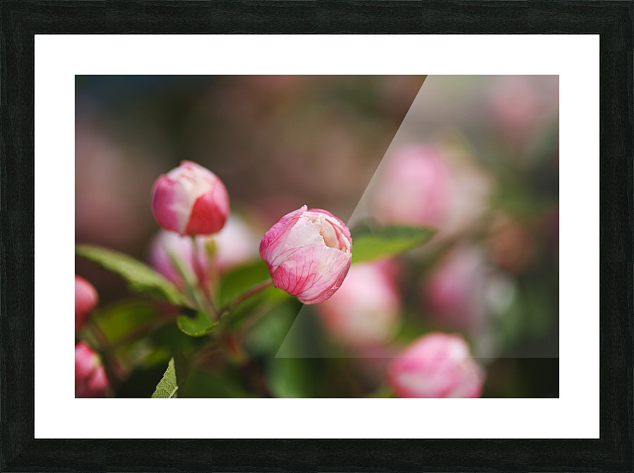 Spring Blossom Cheers  Picture Frame print