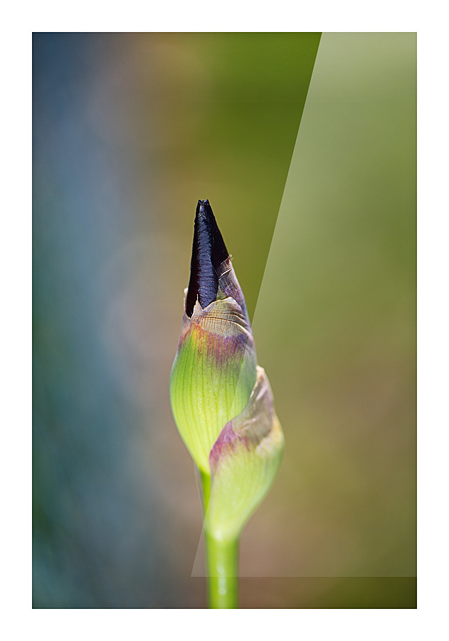 Iris Bud Belly Full  Picture Frame print
