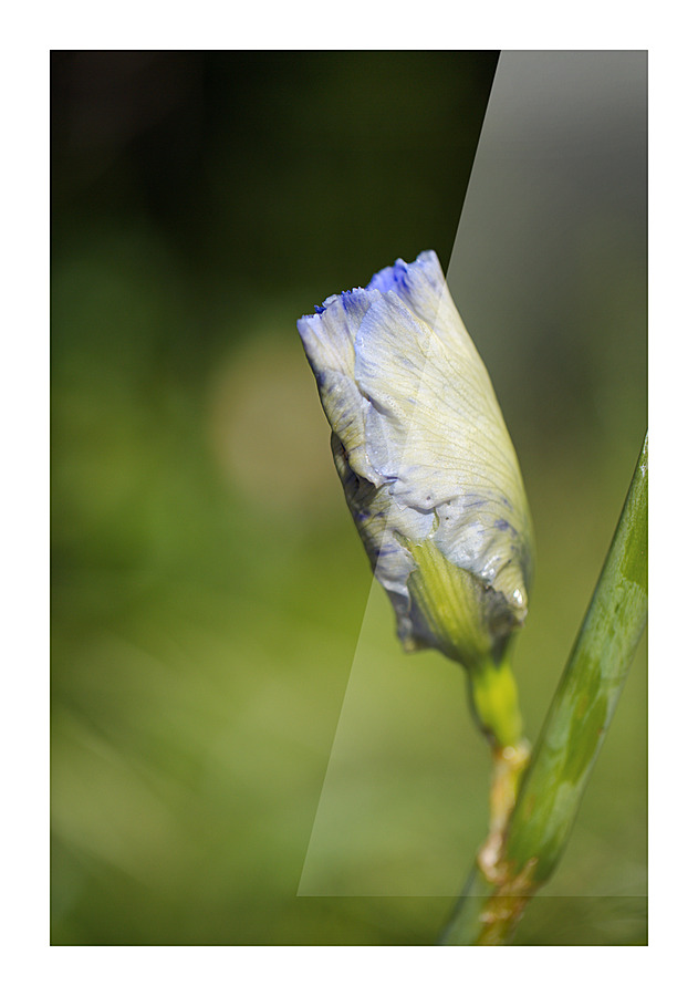 Iris Bud Flower Moon Picture Frame print