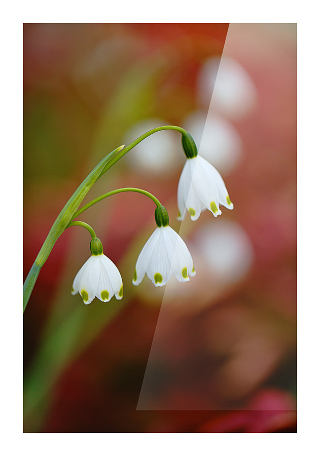Snowdrop Flowers Echo Spring Picture Frame print