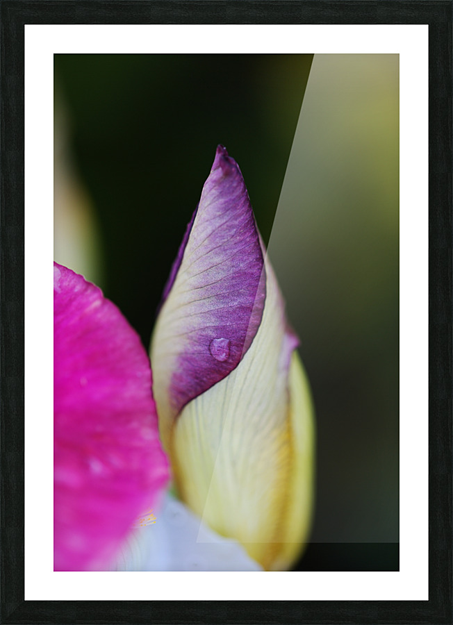 Iris Bud Hiding   Picture Frame print