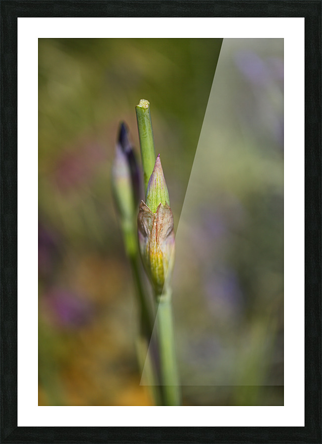 Iris Buds Have Double Act Picture Frame print