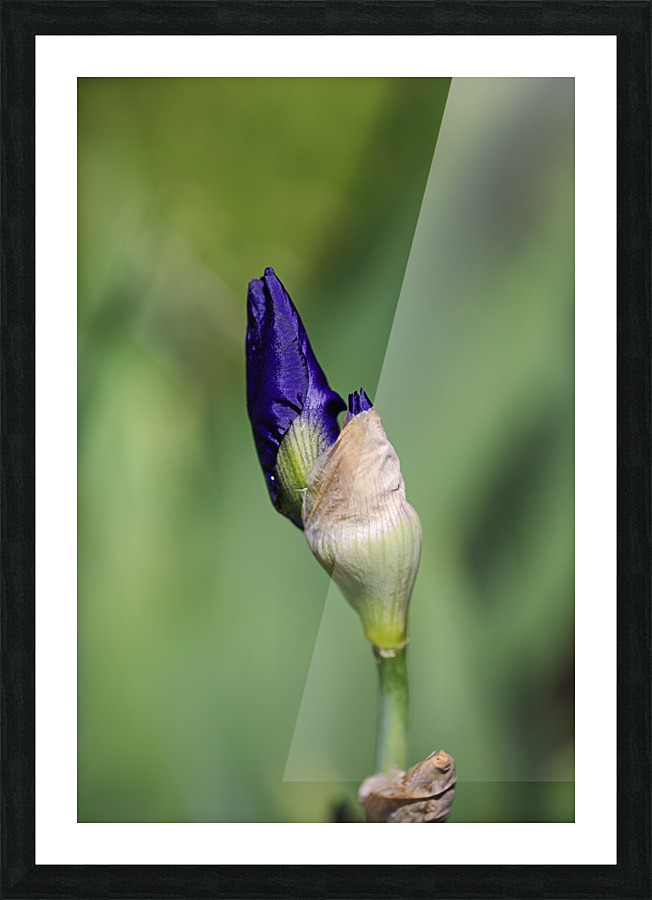  Blue Iris Bud Doubles Picture Frame print