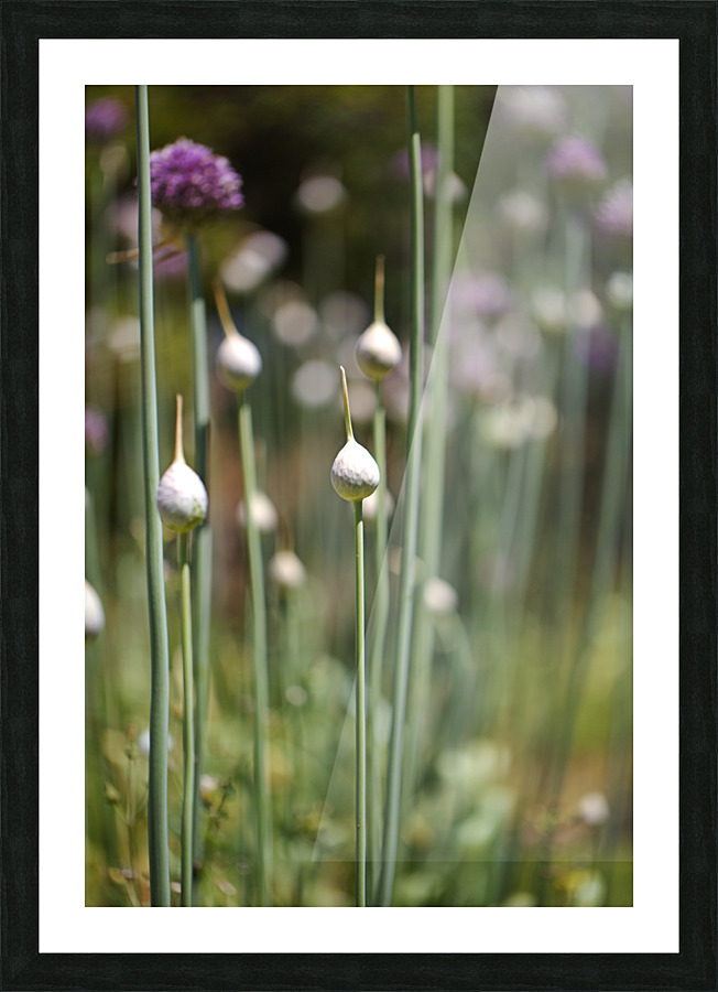 Many Garlic Buds  Picture Frame print