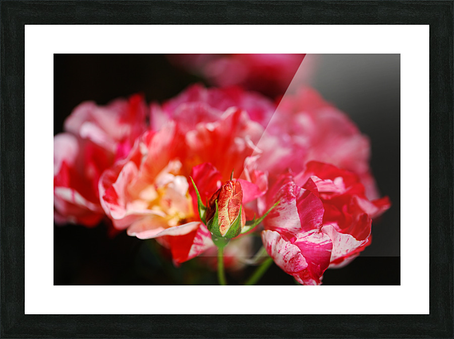 Image 1840  Picture Frame print