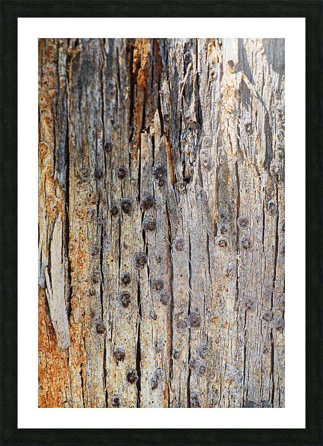  Eucalyptus Tree Bark Design Picture Frame print