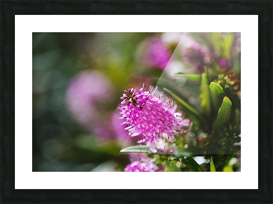 Hebe Flower  Picture Frame print