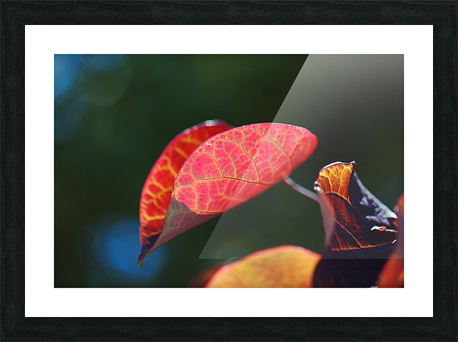 A Red Summer Leaf  Picture Frame print