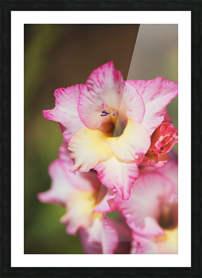 The Sword Lily Picture Frame print