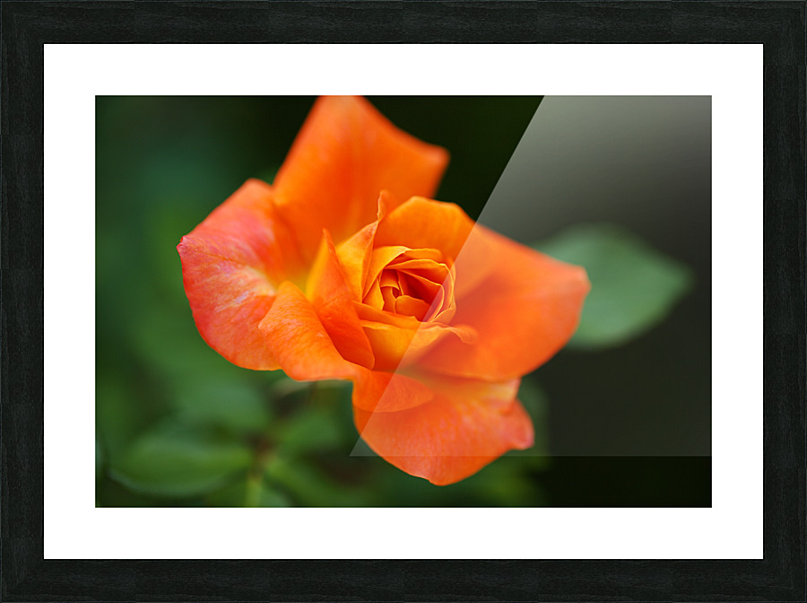 Bright Orange Rose  Picture Frame print