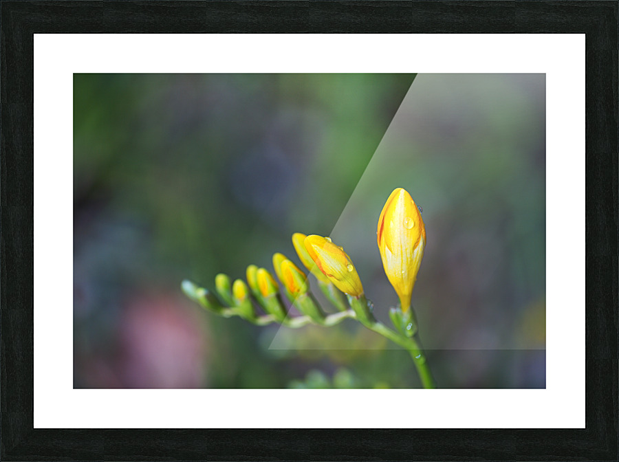 Freesia Yellow Opening Hand Picture Frame print