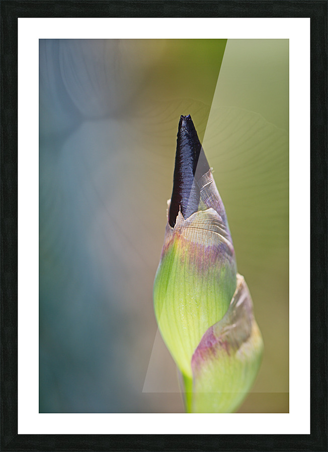 Iris Bud With A Soft Display Picture Frame print