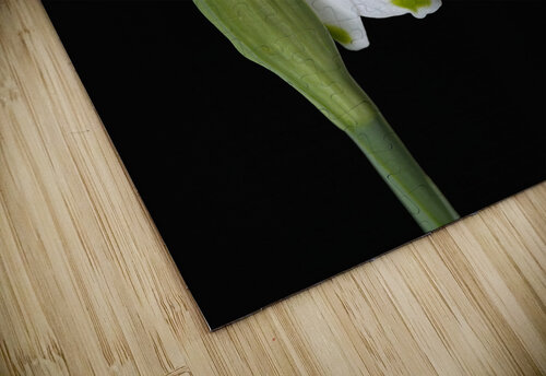 Spring Snowdrop Flowers Joy Watson puzzle