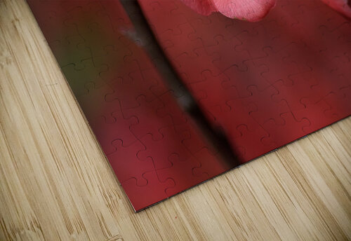Flowering Quince Joy Watson puzzle