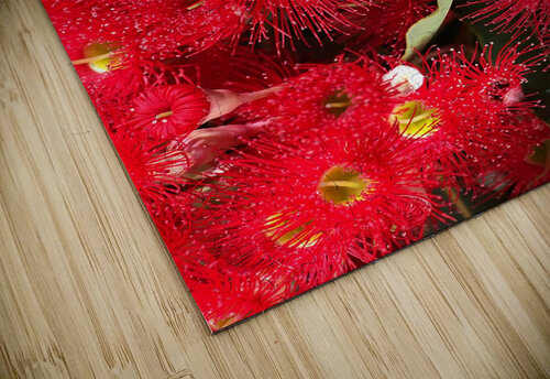 Australian Native Eucalyptus Joy Watson puzzle