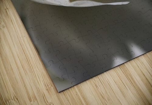 Soft White Rose Joy Watson puzzle