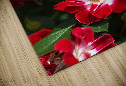 Carpet Roses Joy Watson puzzle