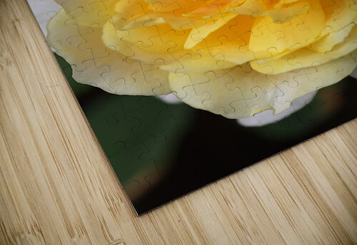 Yellow Rose Joy Watson puzzle