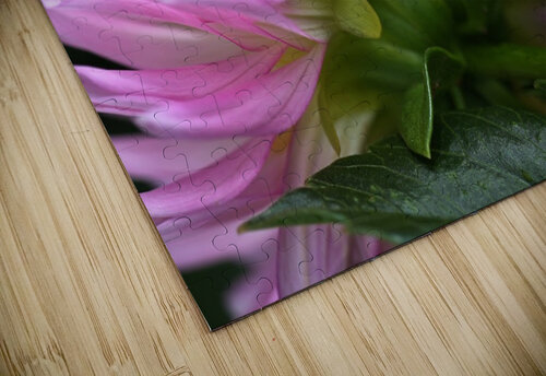 Dahlias Pink Side Joy Watson puzzle