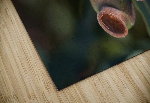 Gum Nuts  Joy Watson puzzle