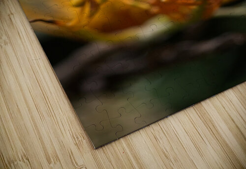 Grevillea Robusta Joy Watson puzzle