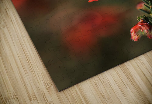 Hot Red Flower Joy Watson puzzle
